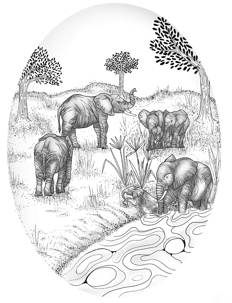 A black & white illustration of a herd of elephants beside a river.