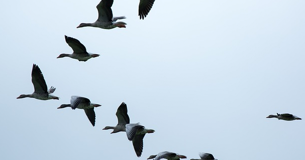 Bk Blog Five Teamwork Lessons From Geese By Jeevan