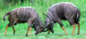 When Co-Authors Fight!
